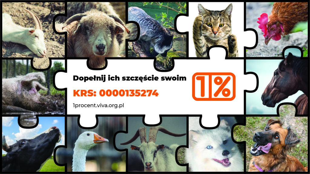 Przekaż swój 1% dla zwierząt. To wielkie wsparcie, bez względu na wysokość kwoty, którą możesz przekazać. 1% przekazujesz bezpłatnie, w ramach rozliczenia PIT. www.1procent.viva.org.pl 