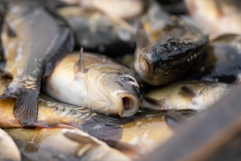 karpie ryby święta, krwawe święta, walczymy o zakaz sprzedaży żywych ryb
