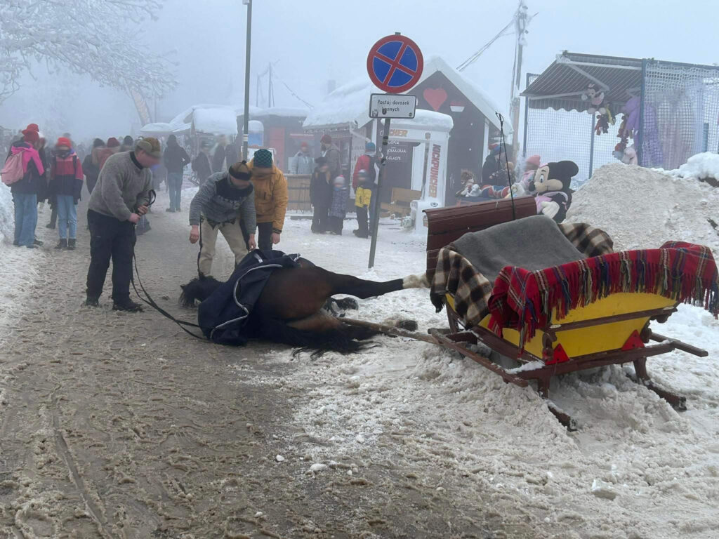 Konie na Gubałówce - kolejny wypadek w Zakopanem