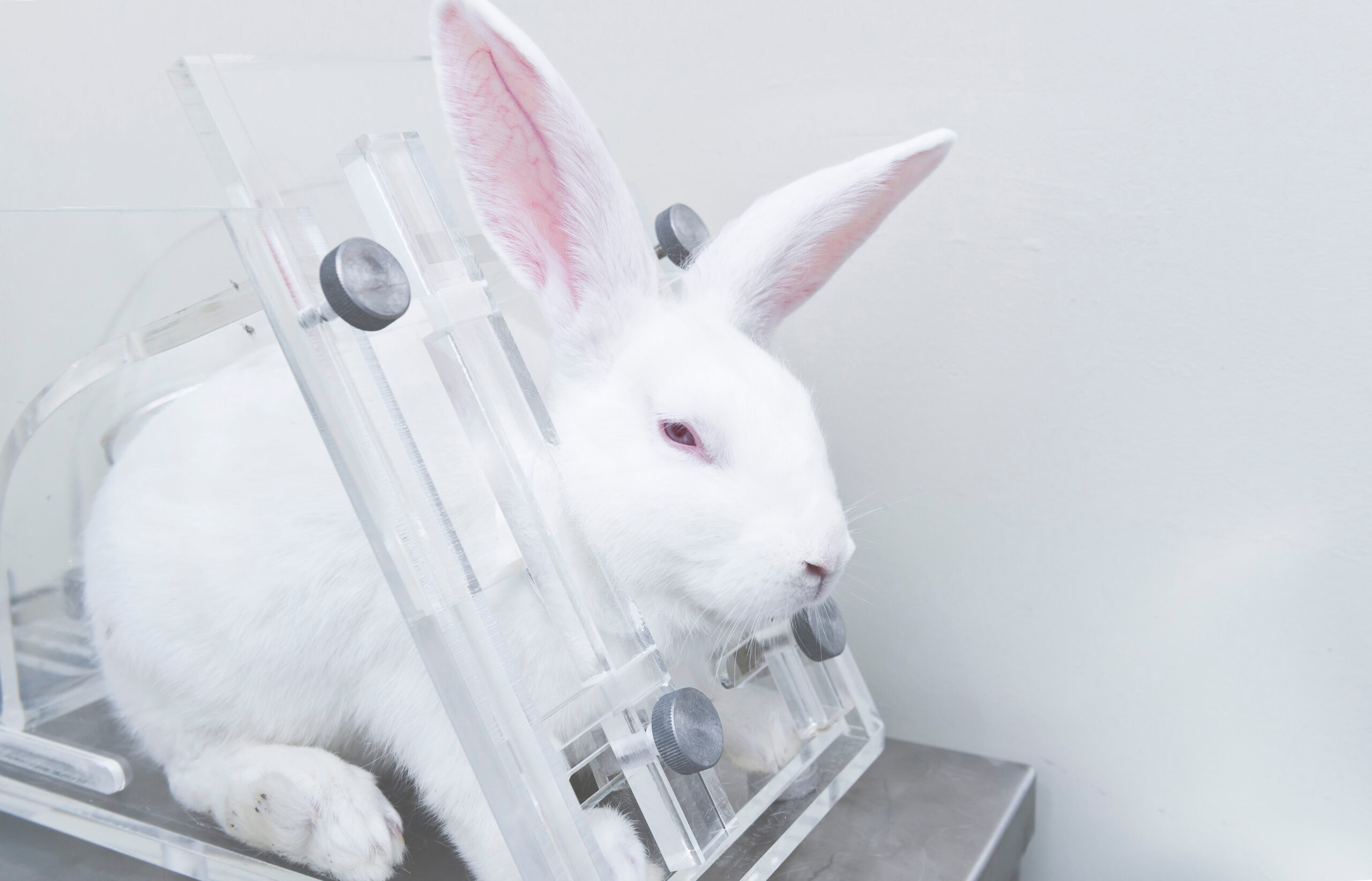 Testy na zwierzętach nie są już obowiązkowe w USA