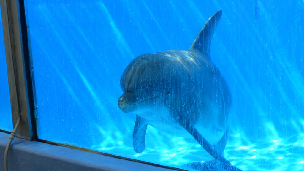 delfin zamknięty w basenie