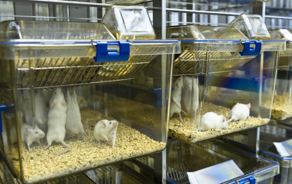 60 myszy nie trafi do testów laboratoryjnych