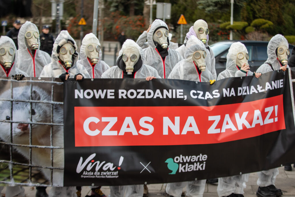 24 listopada pod Sejmem odbył się dziś coroczny Dzień Bez Futra. Aktywiści Fundacji Viva! i Otwartych Klatek oczekują, że to już ostatni, a politycy nowej koalicji dotrzymają wyborczych obietnic i wprowadzą w Polsce zakaz hodowli zwierząt na futro.
