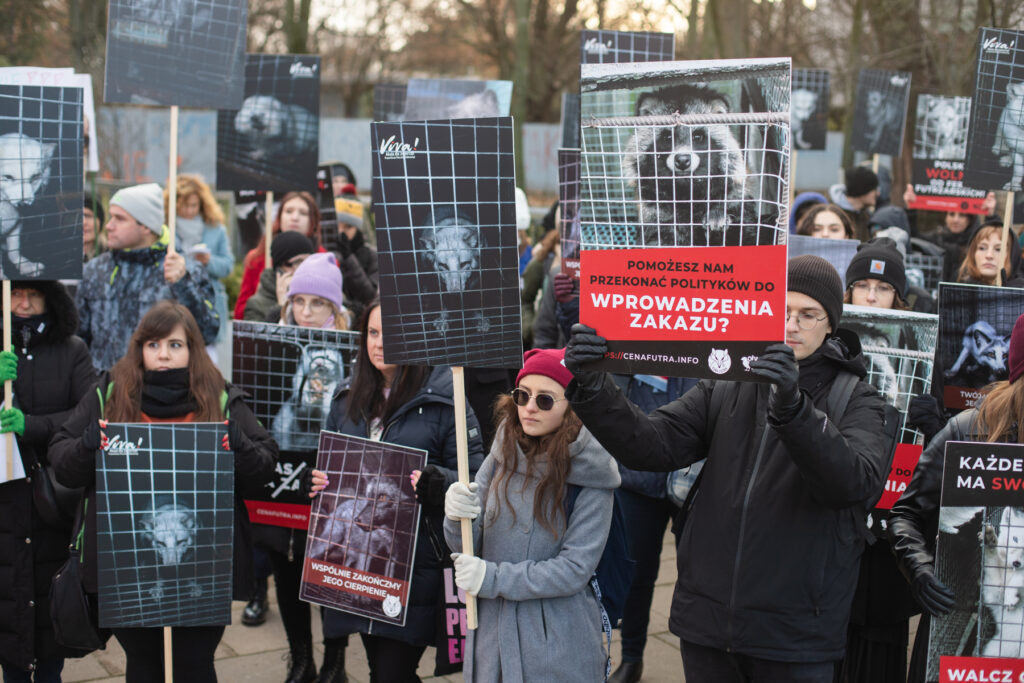 24 listopada pod Sejmem odbył się dziś coroczny Dzień Bez Futra. Aktywiści Fundacji Viva! i Otwartych Klatek oczekują, że to już ostatni, a politycy nowej koalicji dotrzymają wyborczych obietnic i wprowadzą w Polsce zakaz hodowli zwierząt na futro.