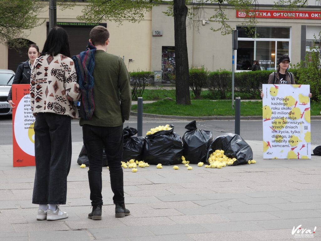 Akcja uliczna o jajkach i kogucikach połączona ze zbieraniem podpisów pod petycją.